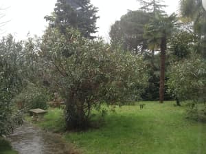 thumbnail: Garden