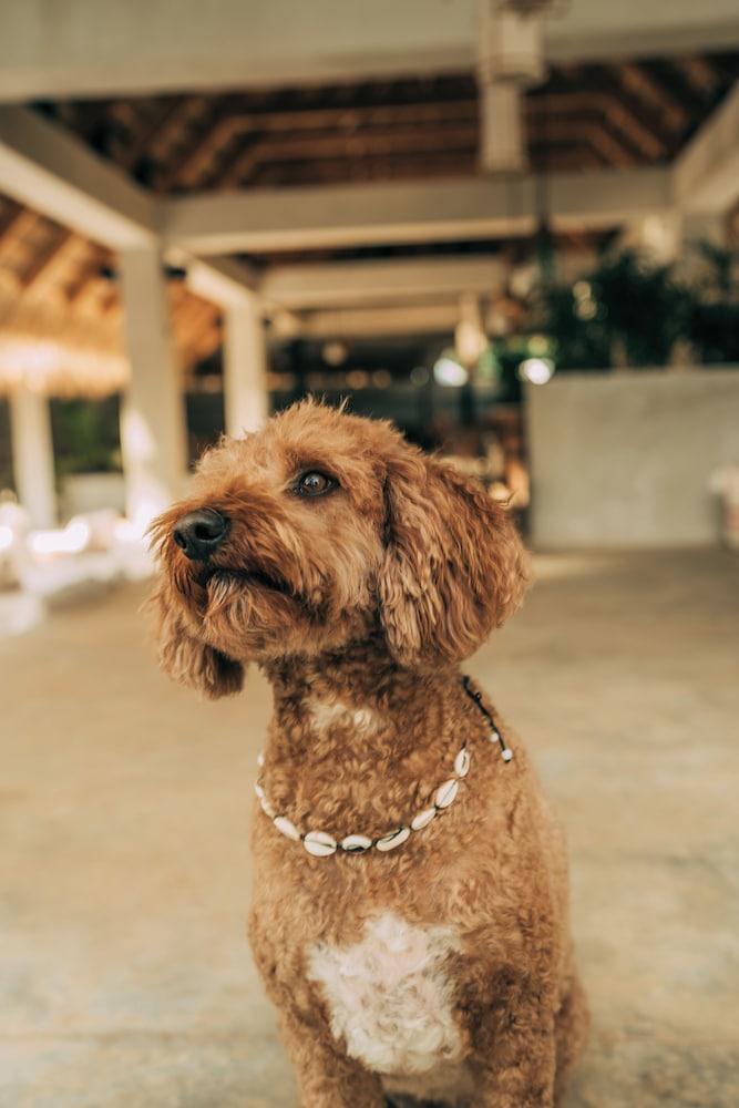 Pet-friendly amenities