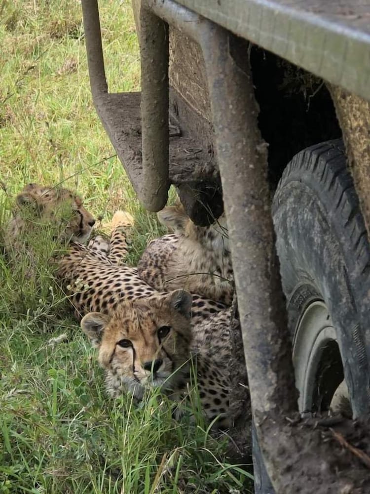 Safari