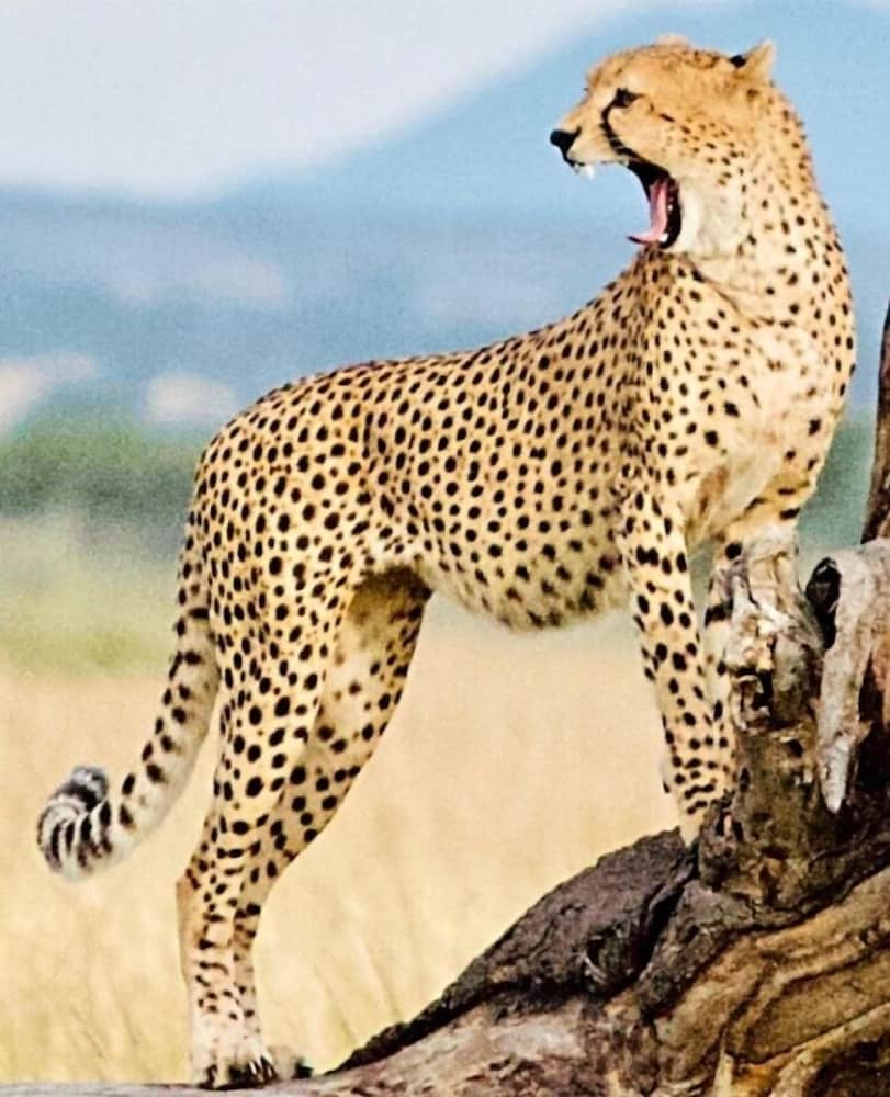 Safari