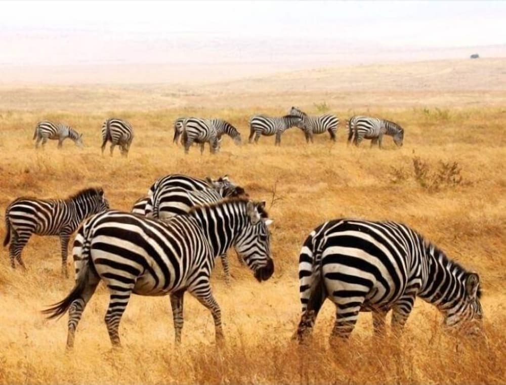 Safari