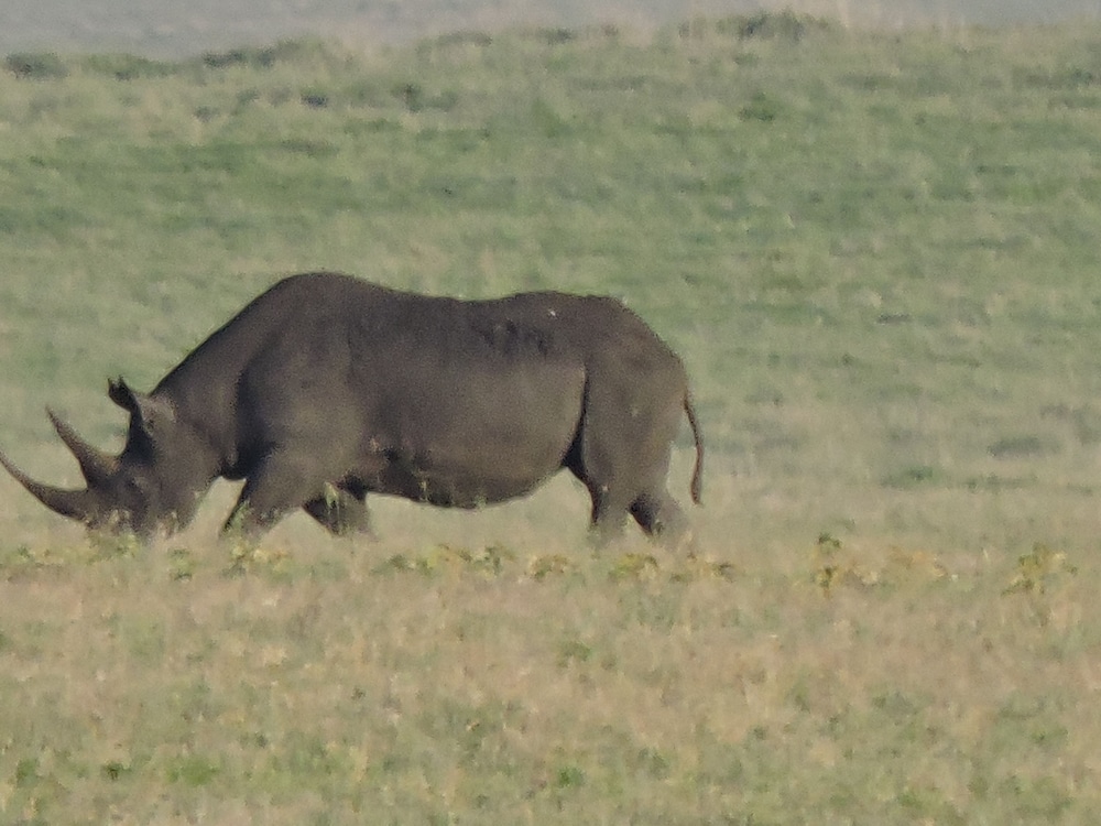 Safari