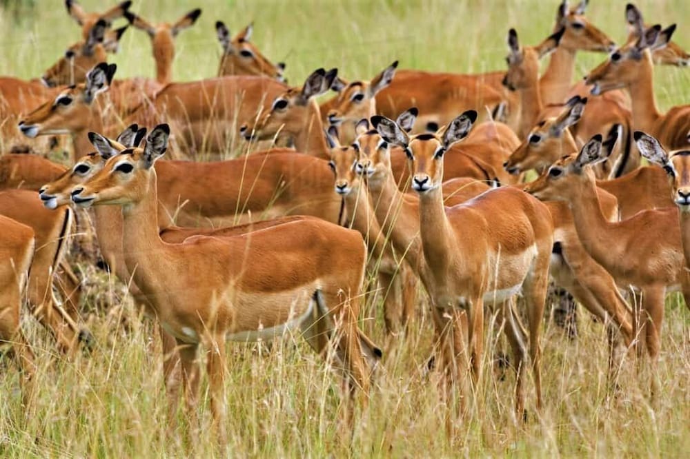 Safari