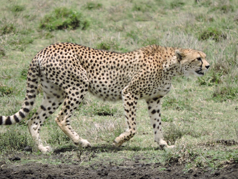 Safari