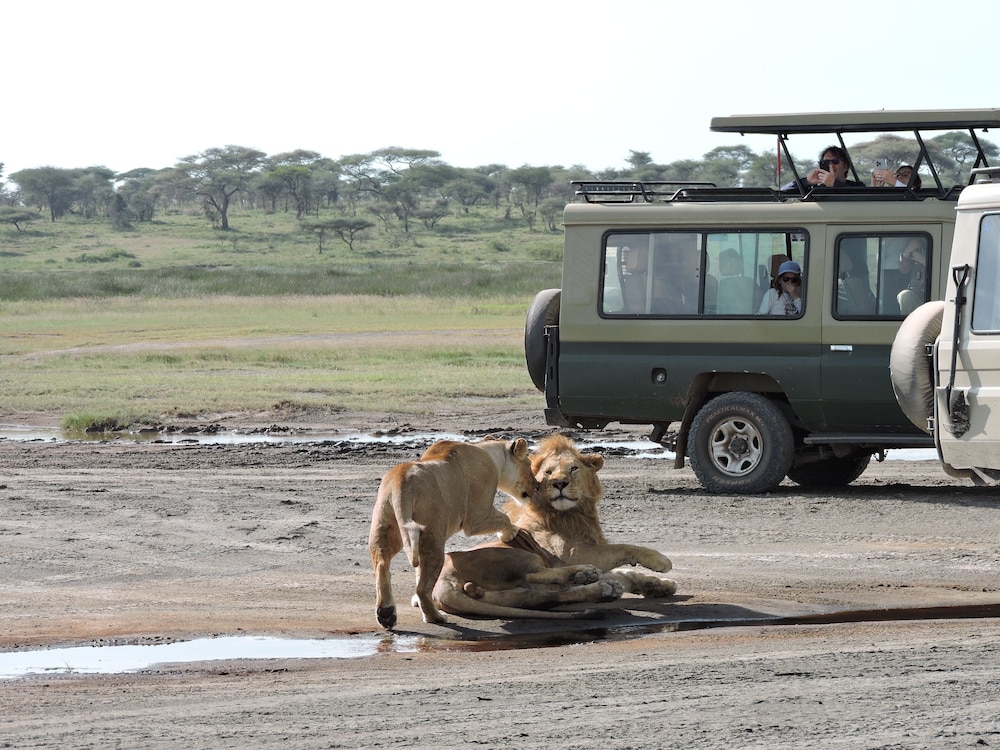 Safari
