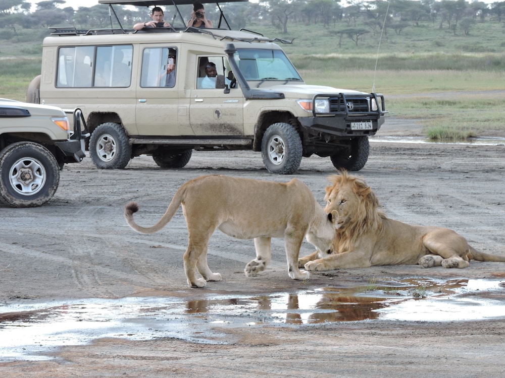 Safari