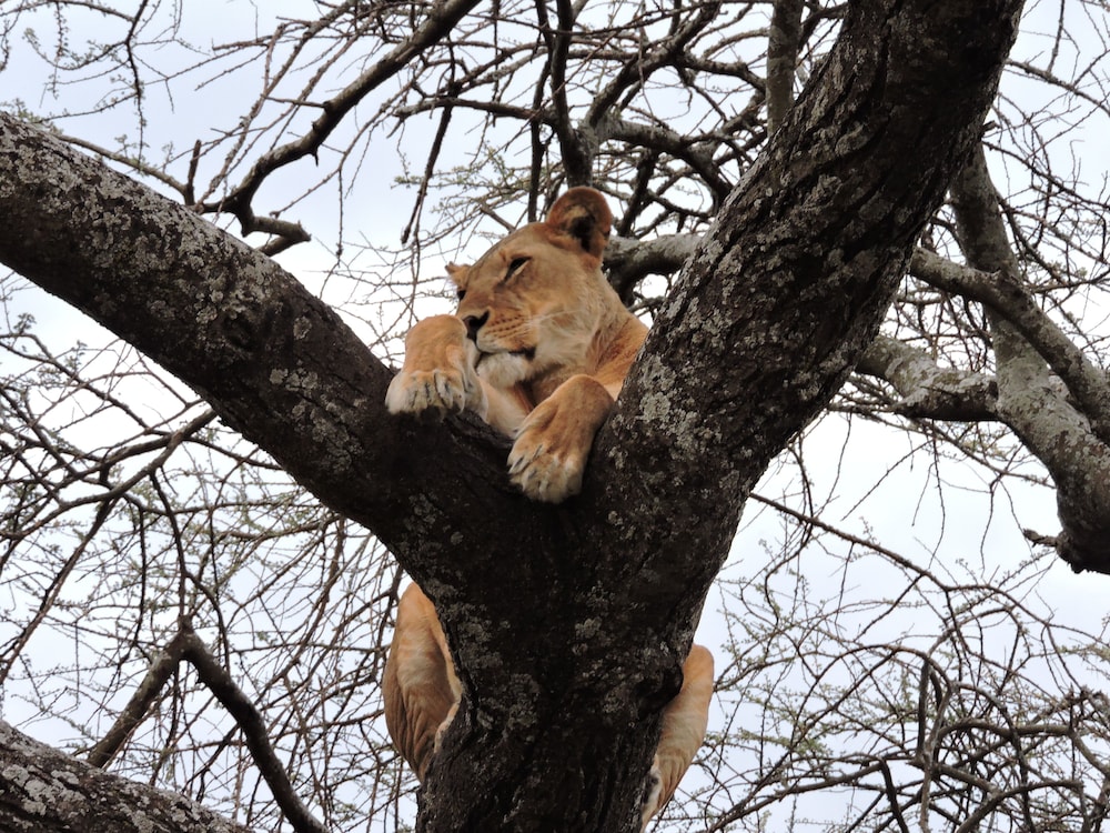 Safari