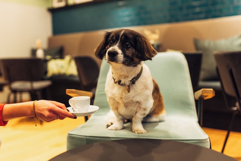 Pet-friendly