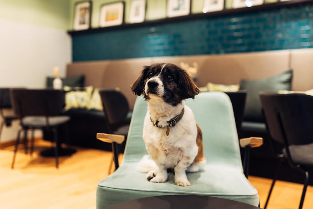 Pet-friendly