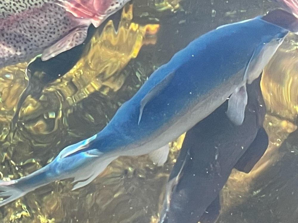 Fishing