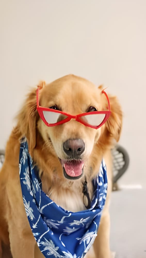 Pet-friendly