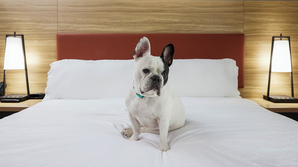 Pet-friendly