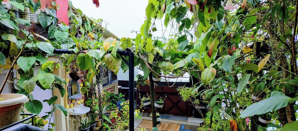 Garden view