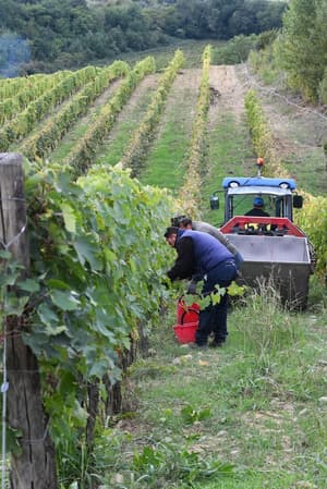 thumbnail: Winery