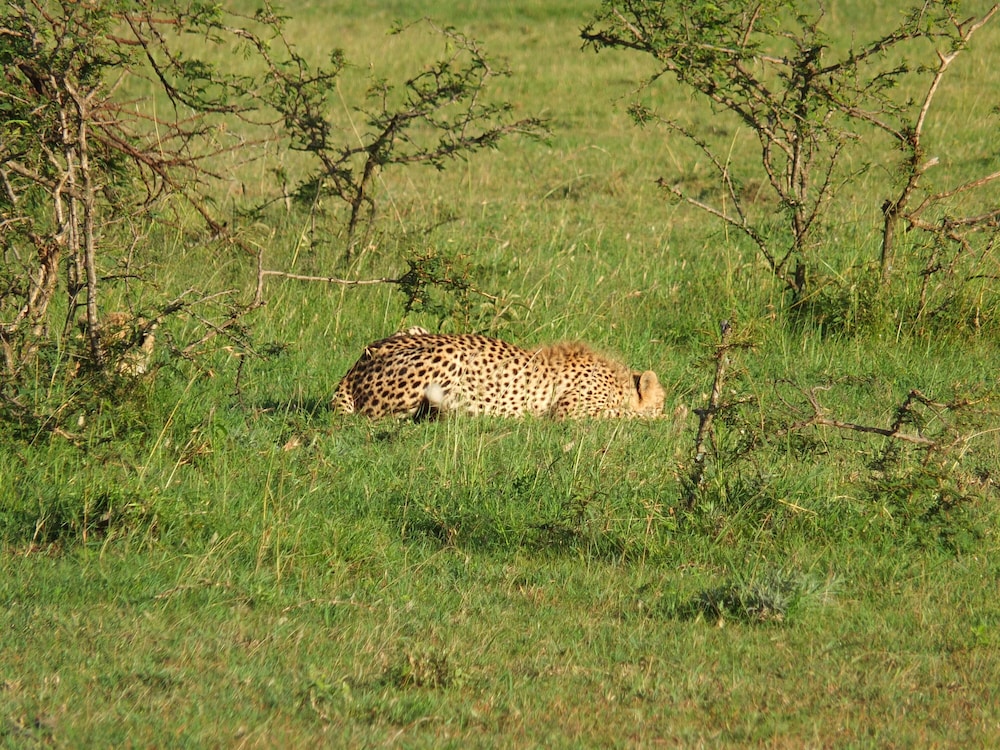 Game drive