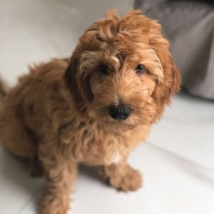 thumbnail: Pet-friendly