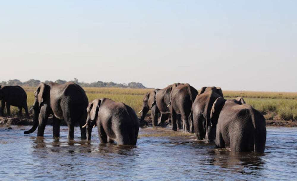 Game viewing