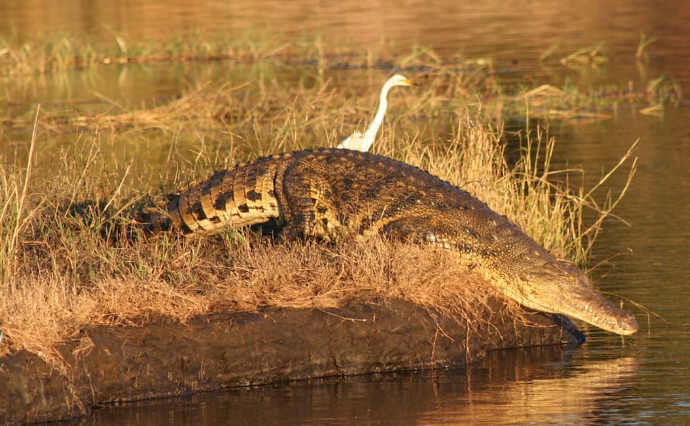 Game viewing