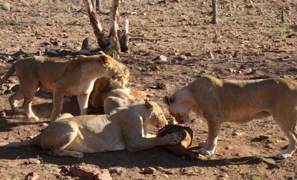 Safari