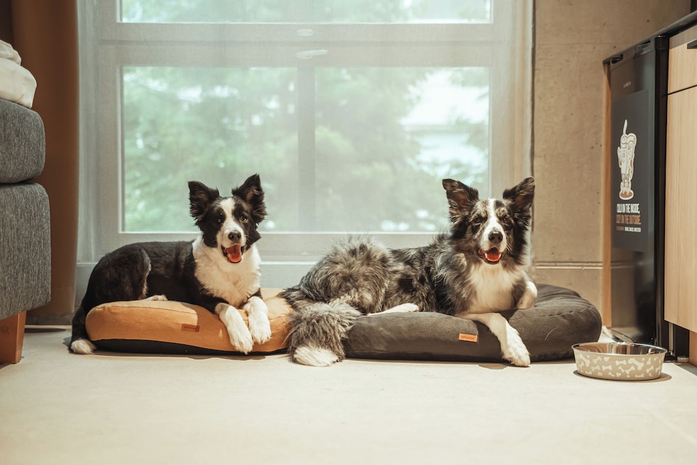 Pet-friendly
