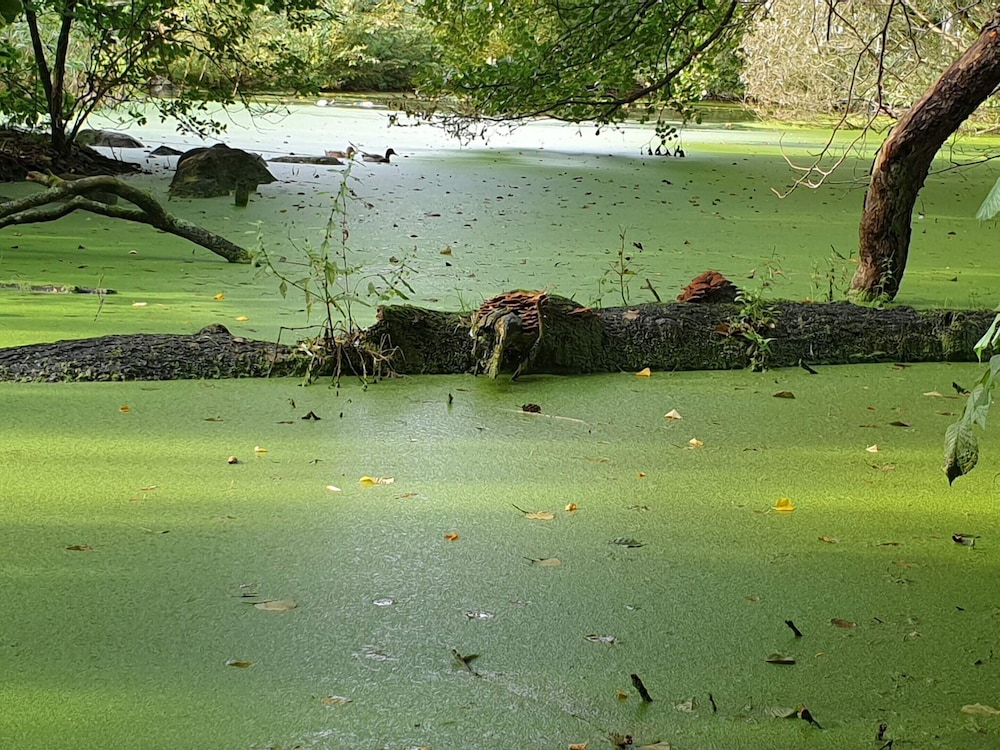 Water view