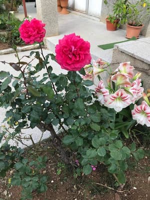 thumbnail: Garden