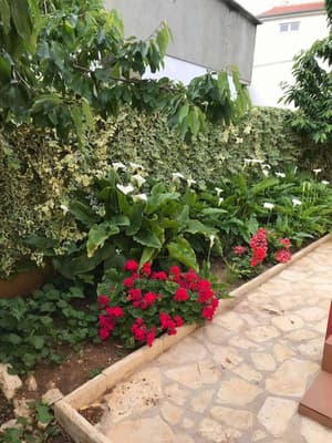 thumbnail: Garden