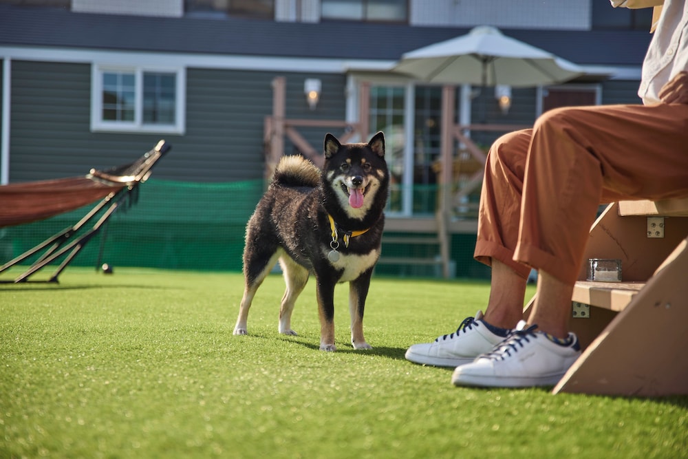 Pet-friendly amenities