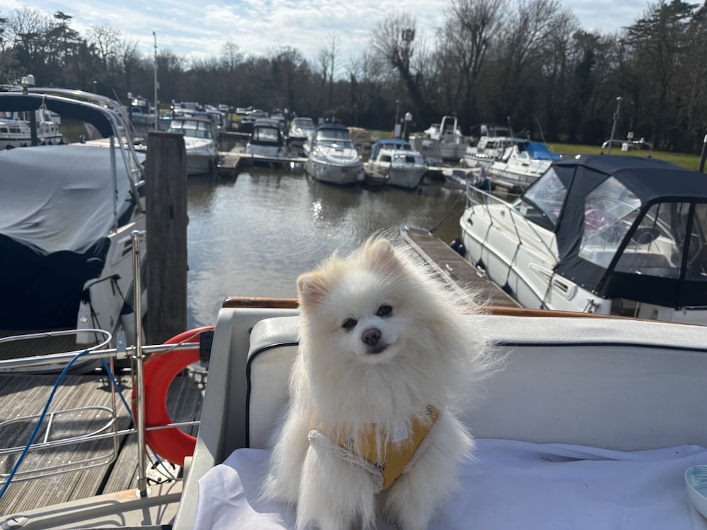 Pet-friendly