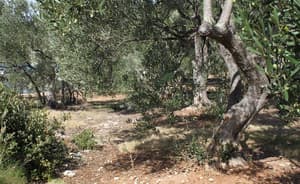 thumbnail: Property grounds