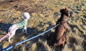 thumbnail: Pet-friendly