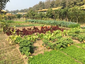 thumbnail: Garden