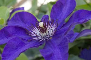 thumbnail: Garden