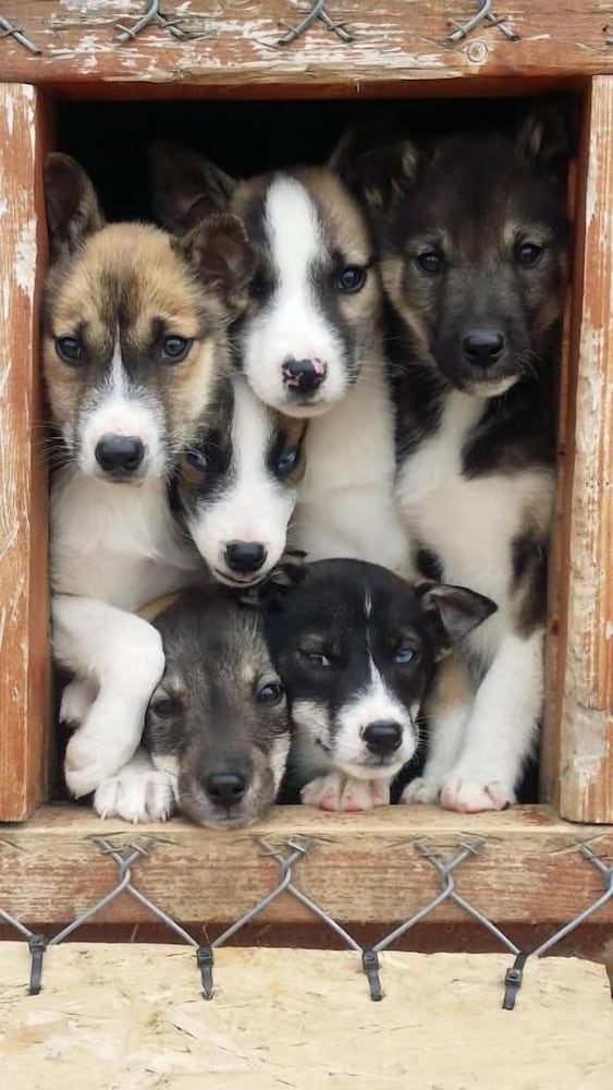 Pet-friendly