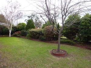 thumbnail: Garden view