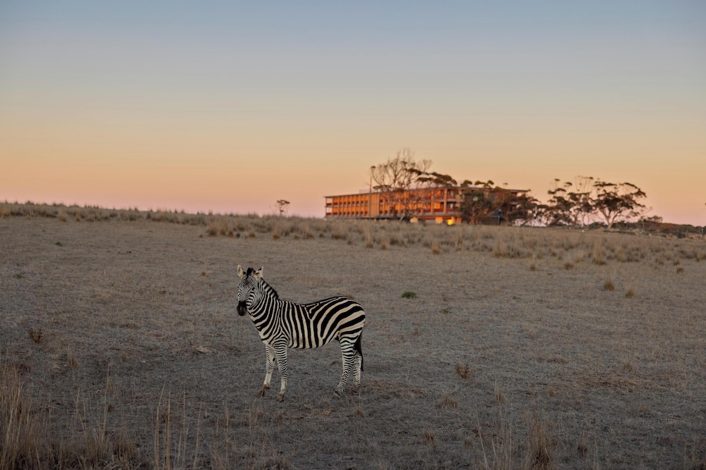 Safari