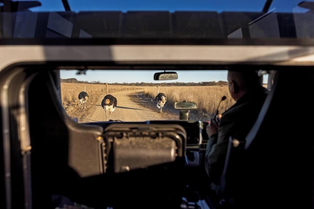 Safari