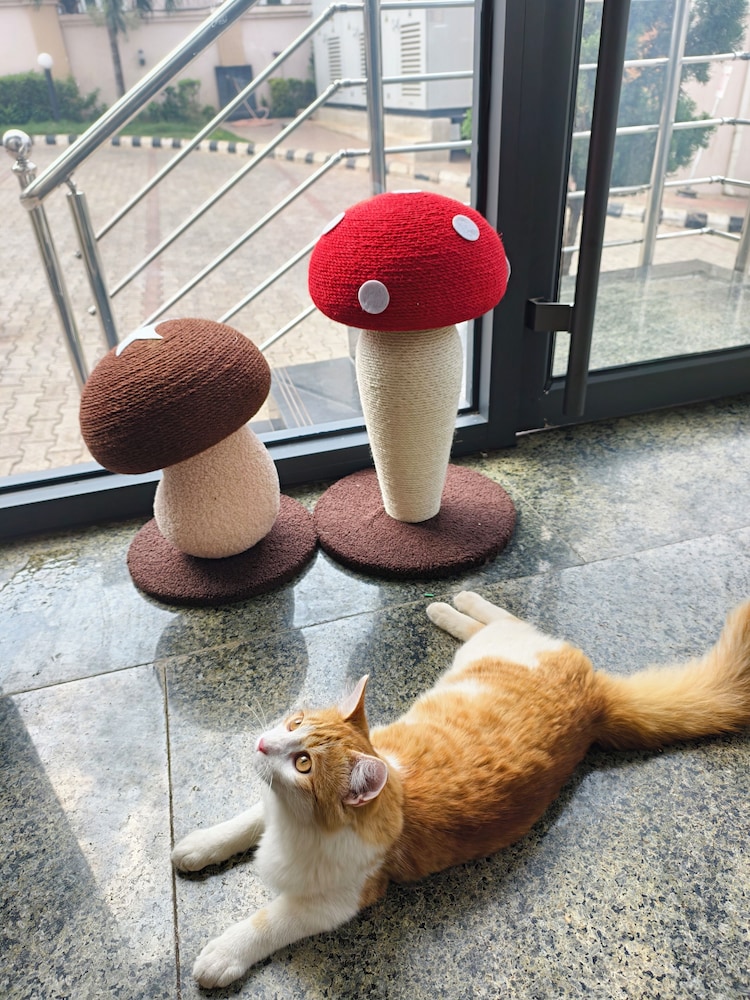 Pet-friendly