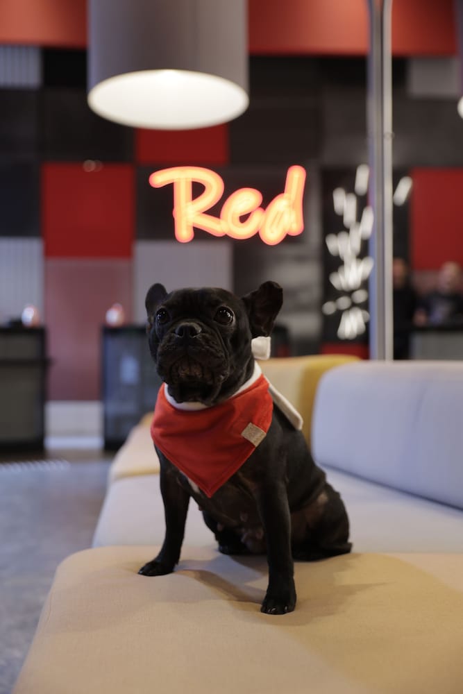 Pet-friendly amenities