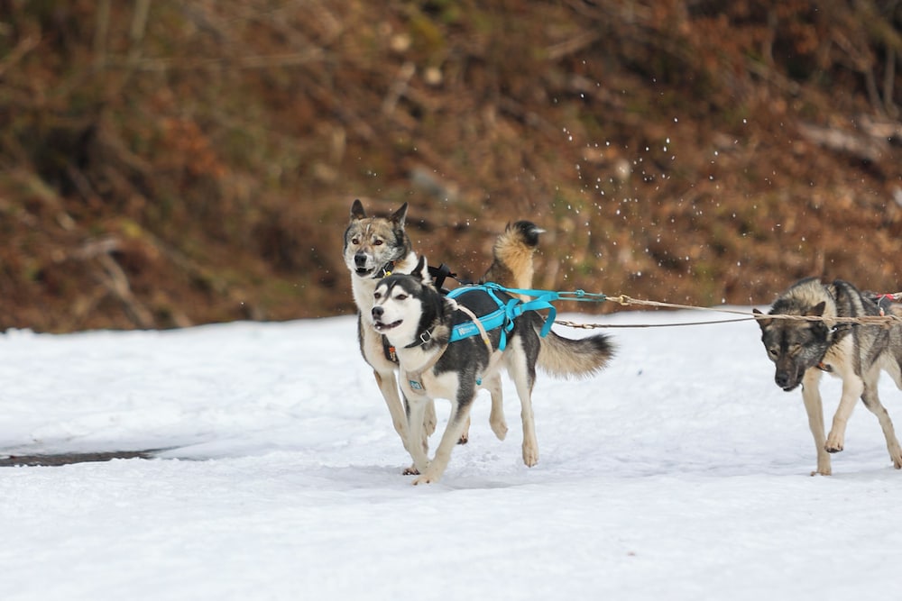 Snow and ski sports