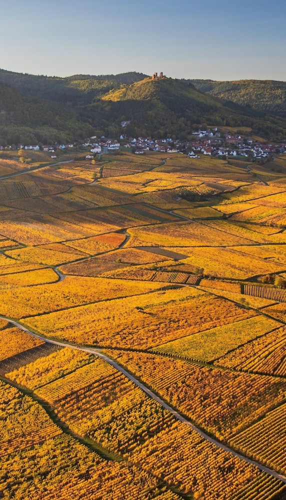 Vineyard