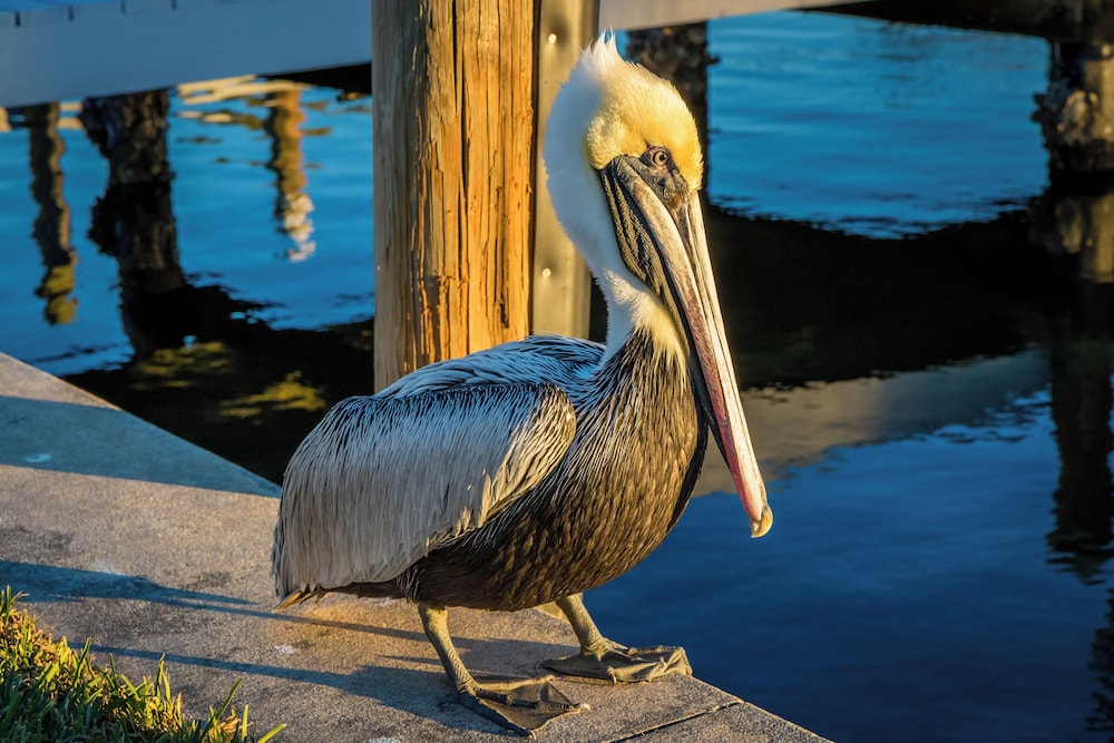 Dock