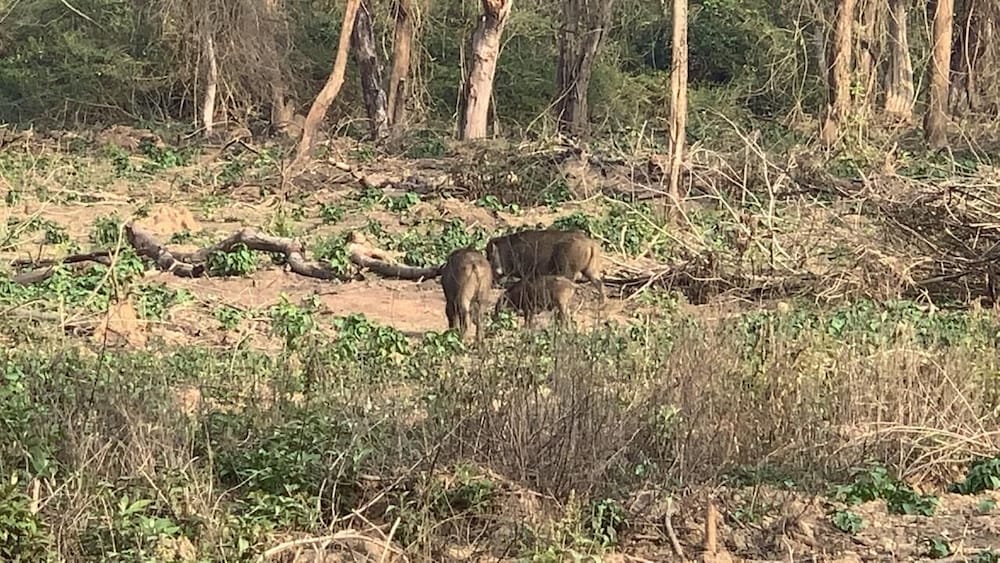 Safari