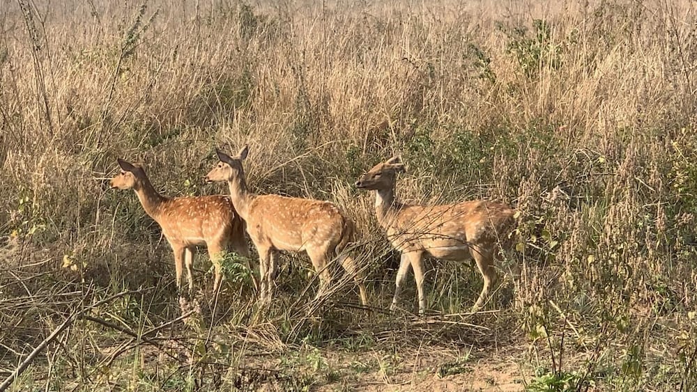 Safari