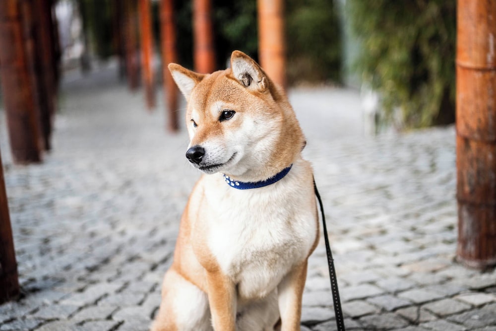 Pet-friendly