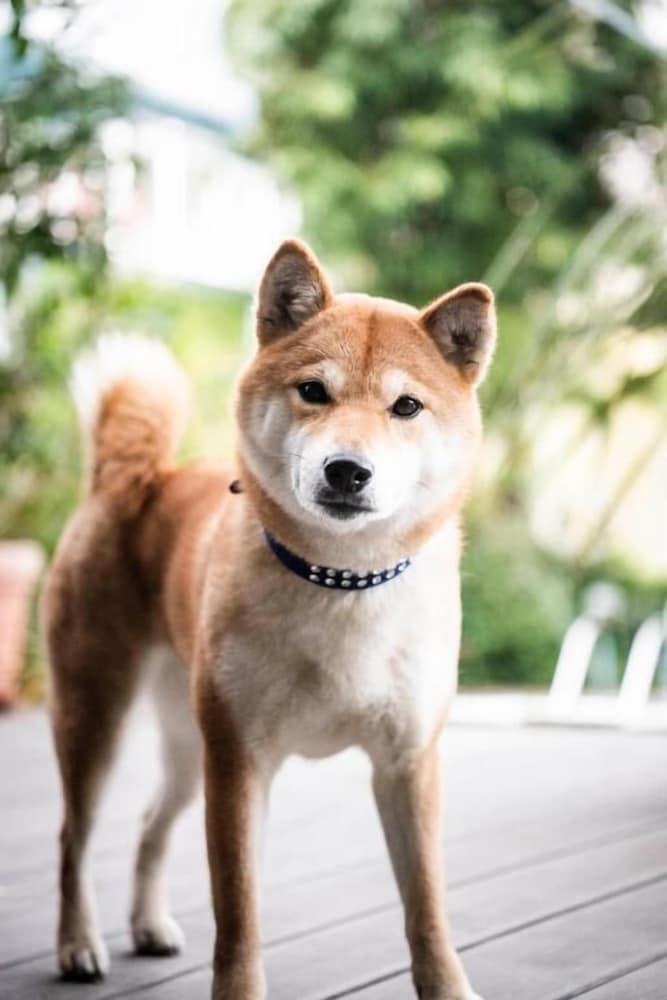 Pet-friendly