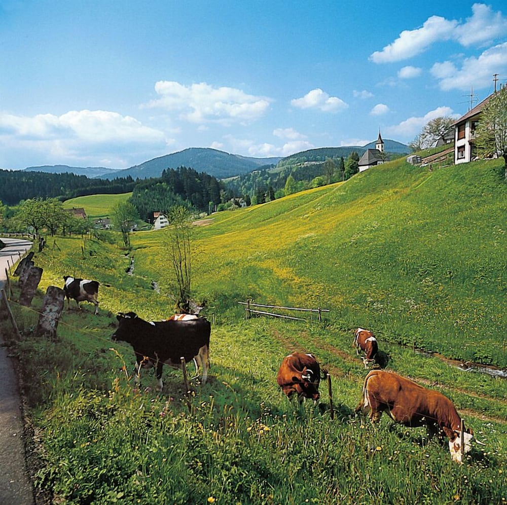 Land view from property