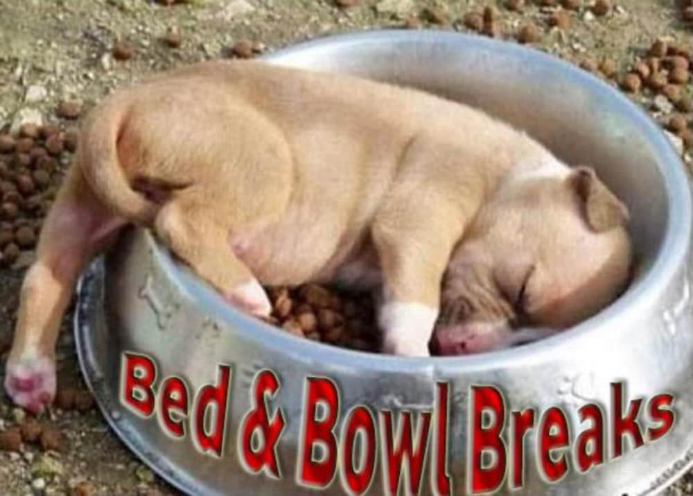 Pet-friendly