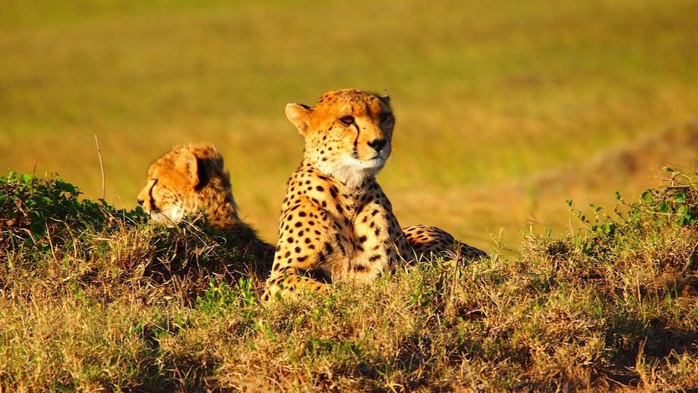 Game viewing