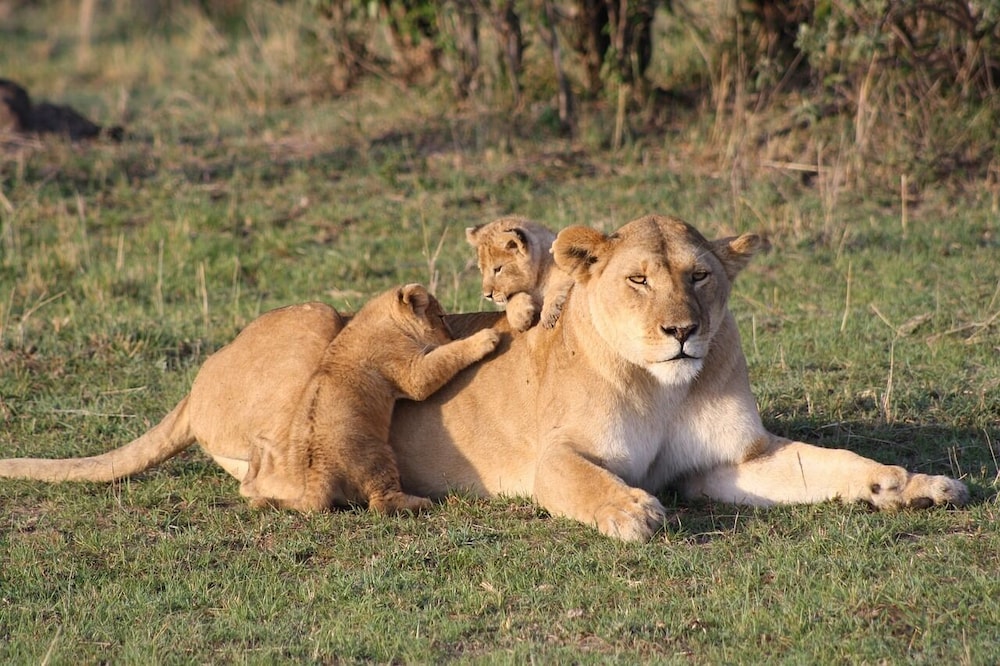 Game drive